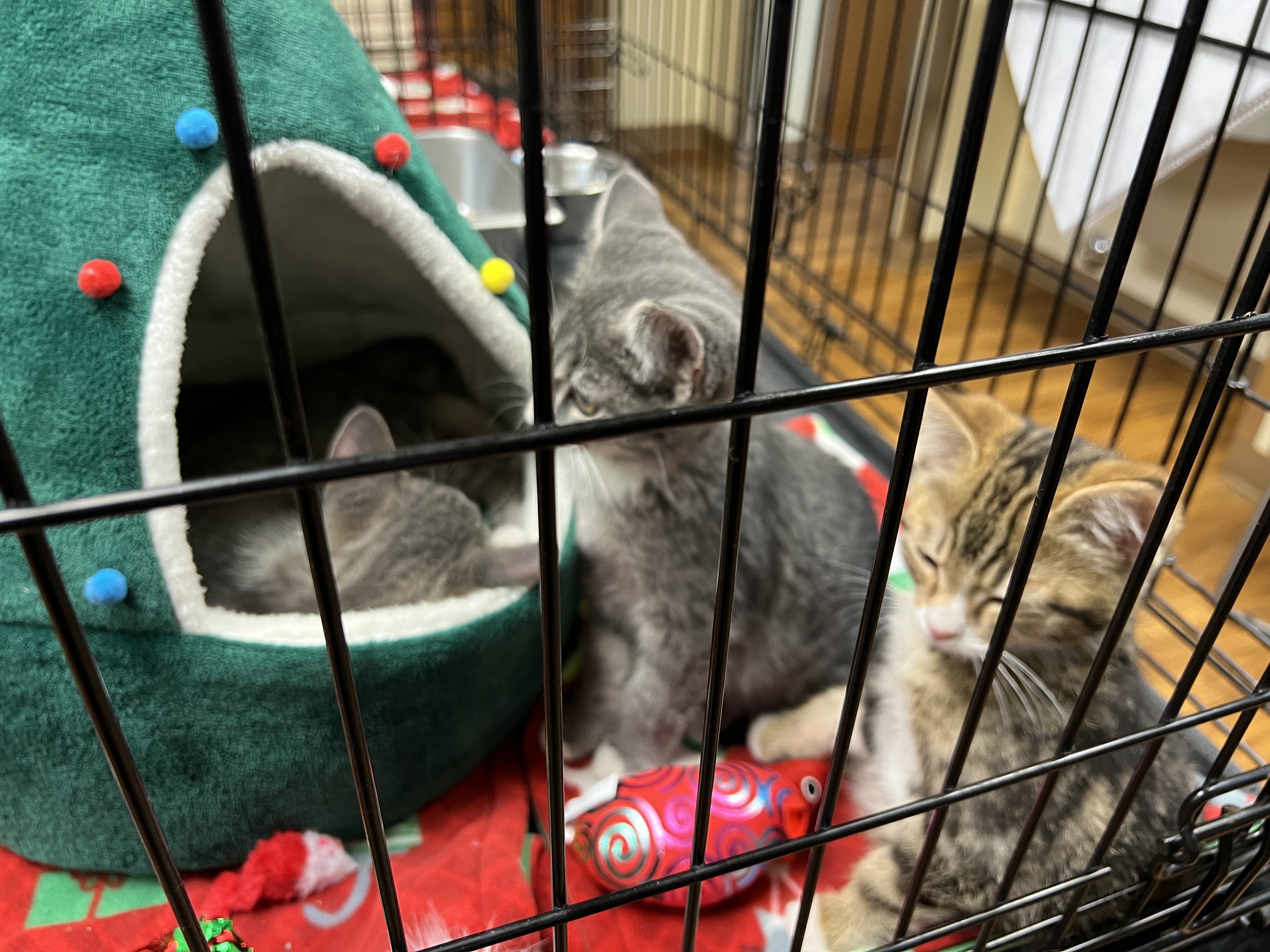 3-kittens-PurrfectPals