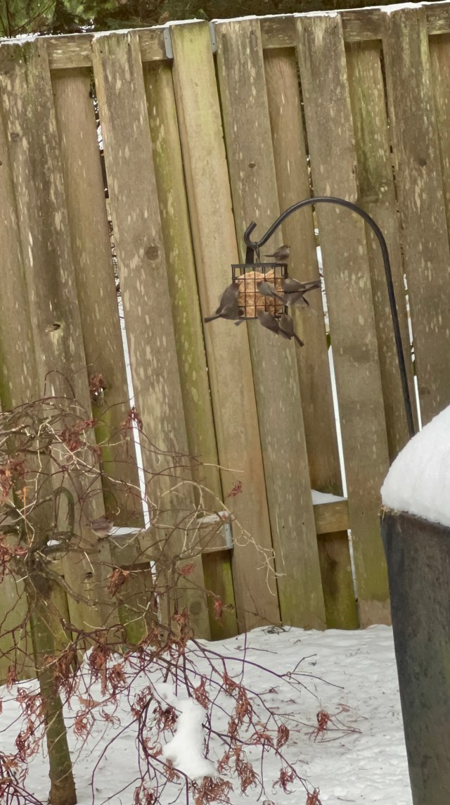 Bushtits-song sparrow-suet