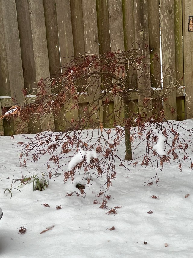 not-so-fluffy-JapaneseMaple