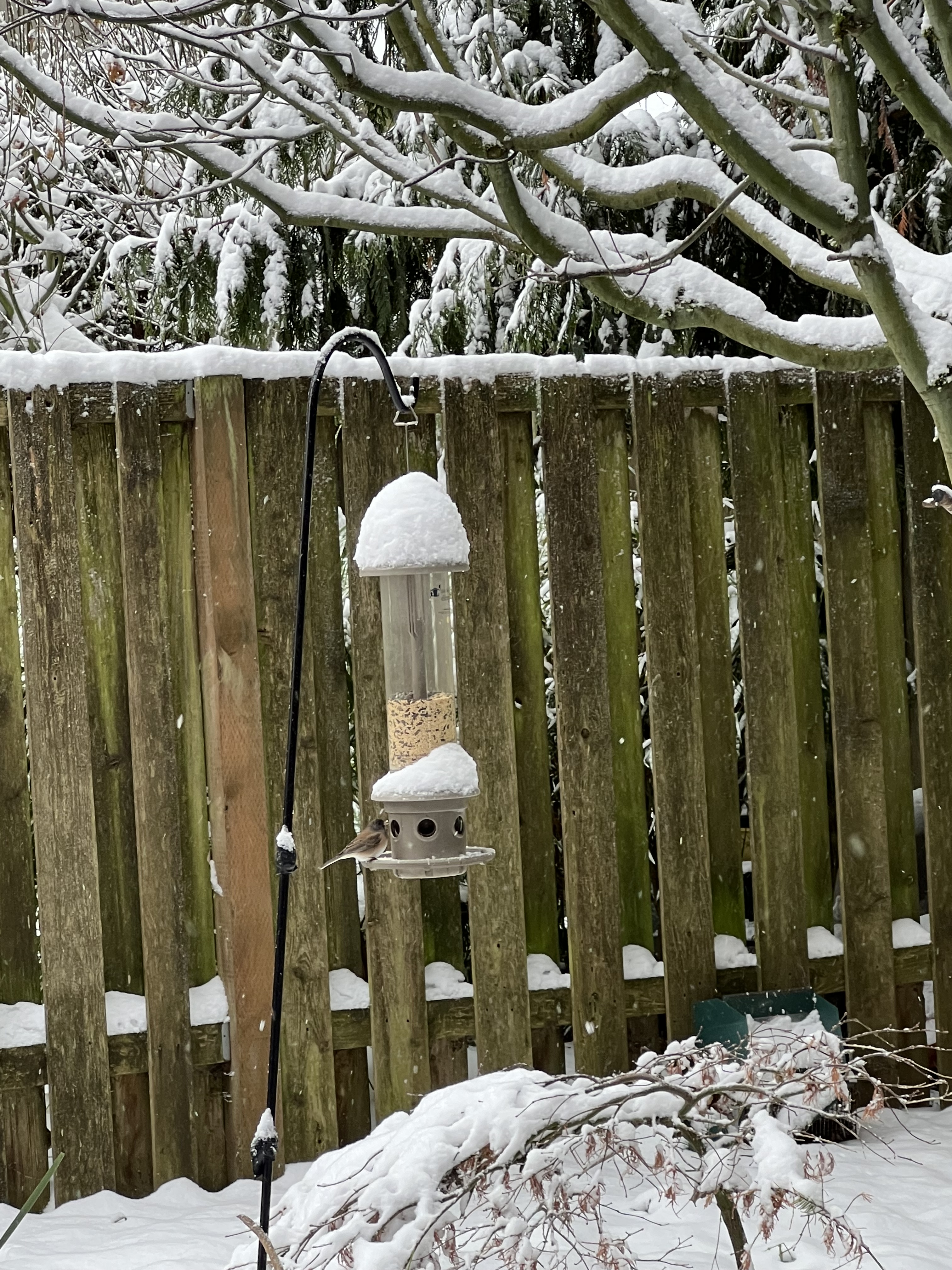 Snow-capped-seed-feeder-Junco