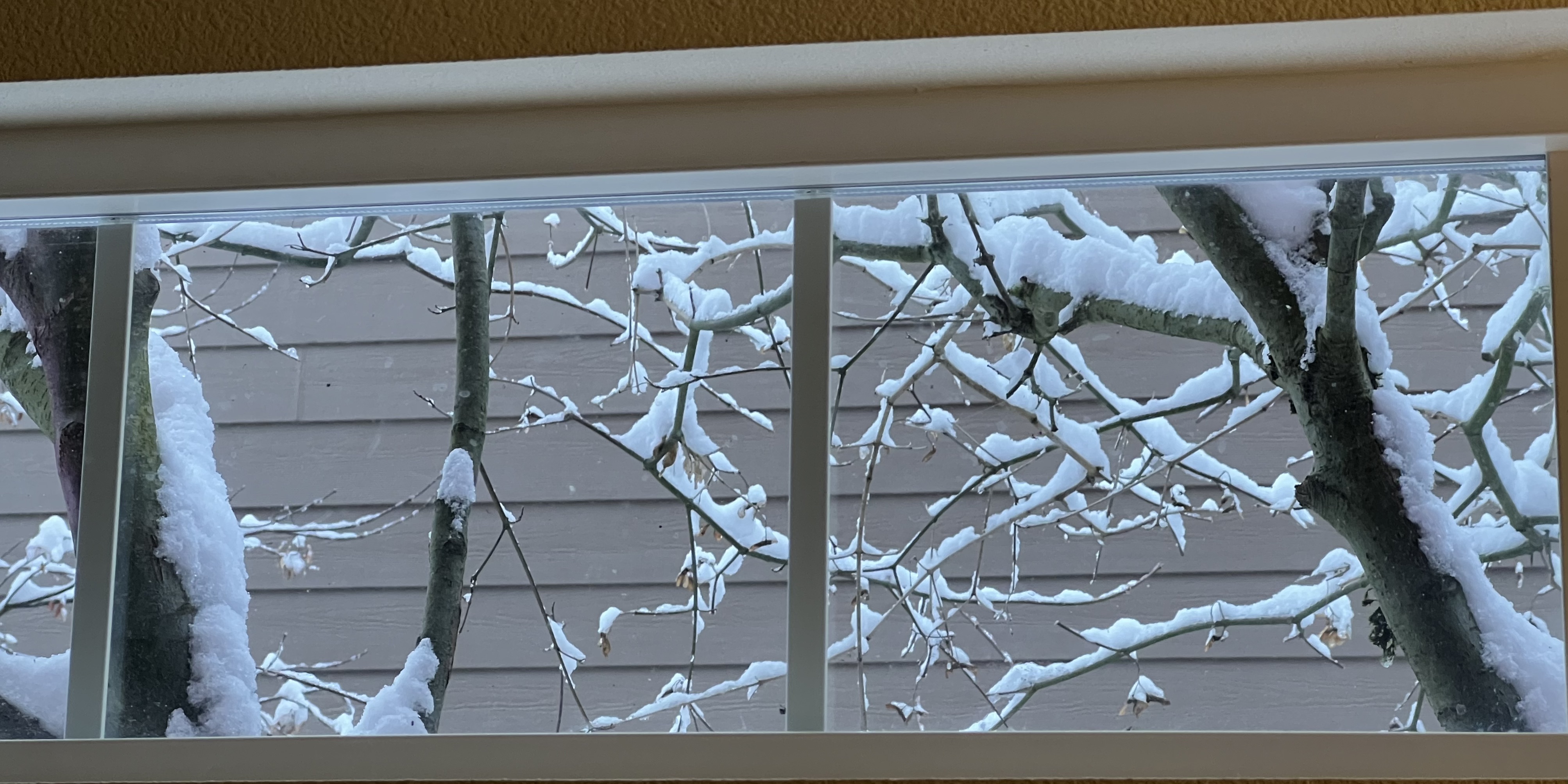 Trees-outside-window-snow