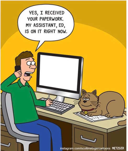 cat-stitting-received-paperwork-assistant-on-it