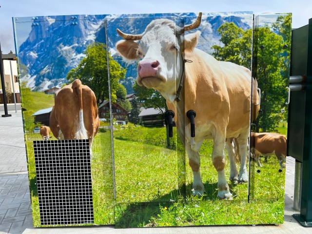 ColorfulCows-TransfermerBox