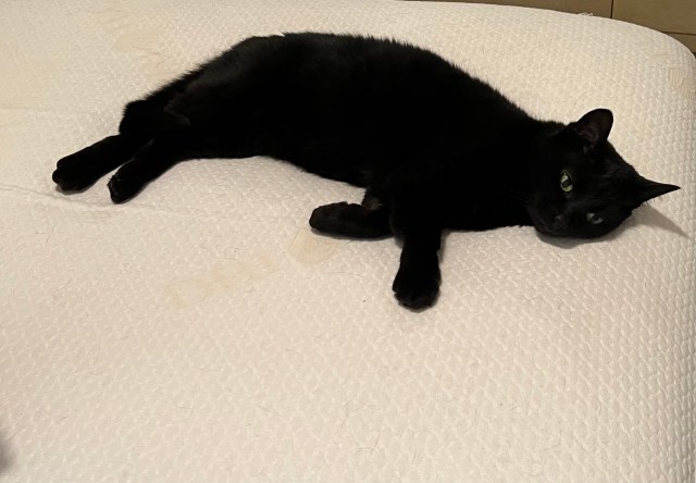 Kikyo-black and white