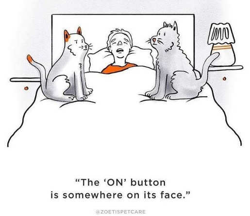 cats-bed-owner-on-switch-face