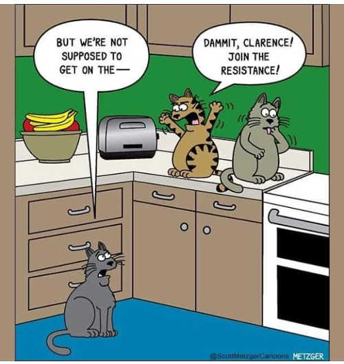 cats-not-supposed-to-be-on-counter-join-the-resistance