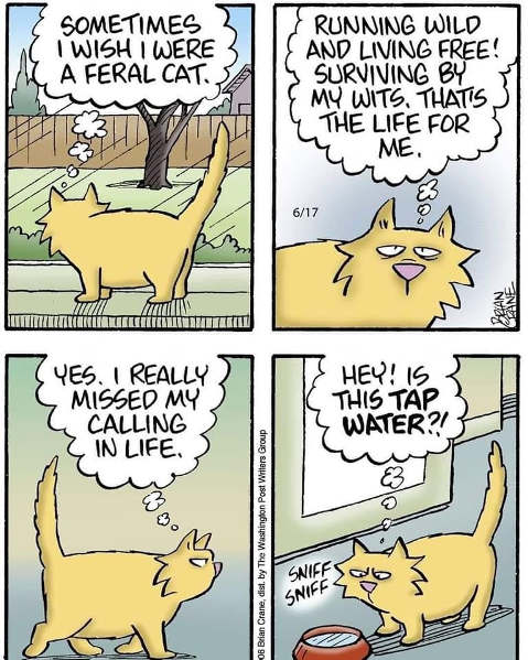 wish-i-was-feral-cat-wild-tap-water