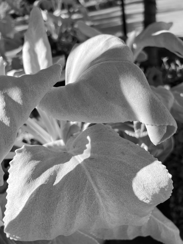 WhiteFoliage-B&amp;W