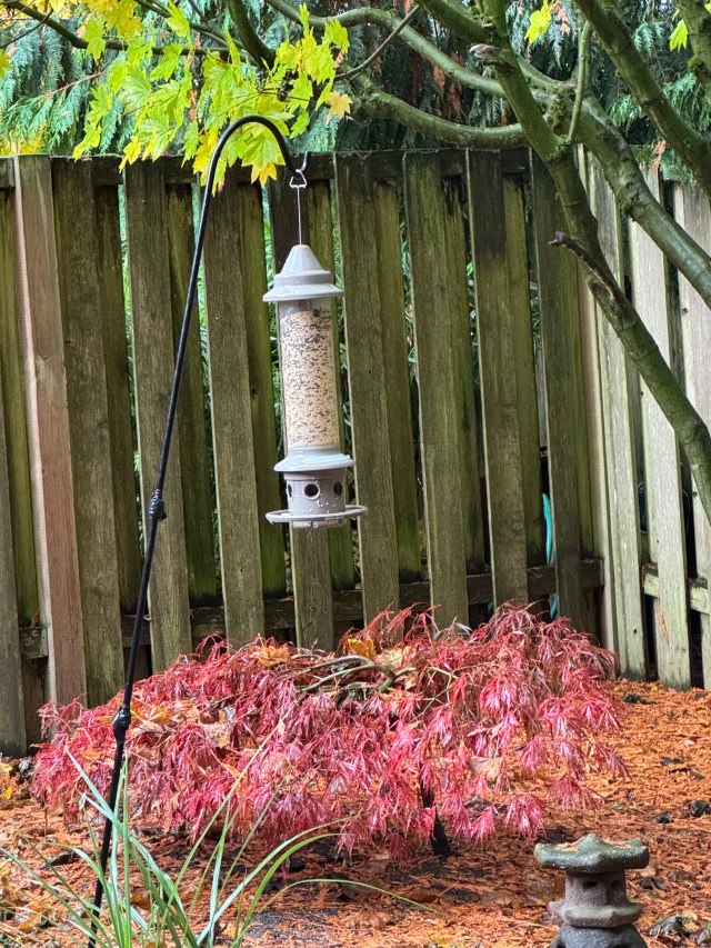 AsymmetricalJapaneseMaple-1