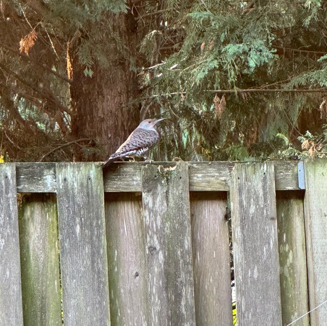 FlickerPosingOnFence