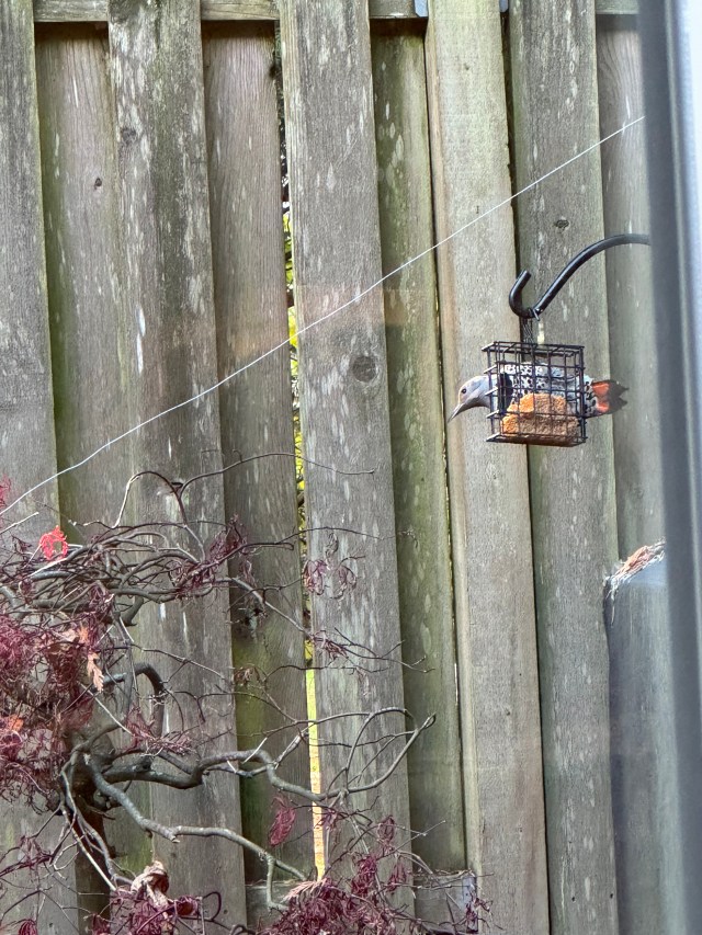 YoungFlicker-RedTail