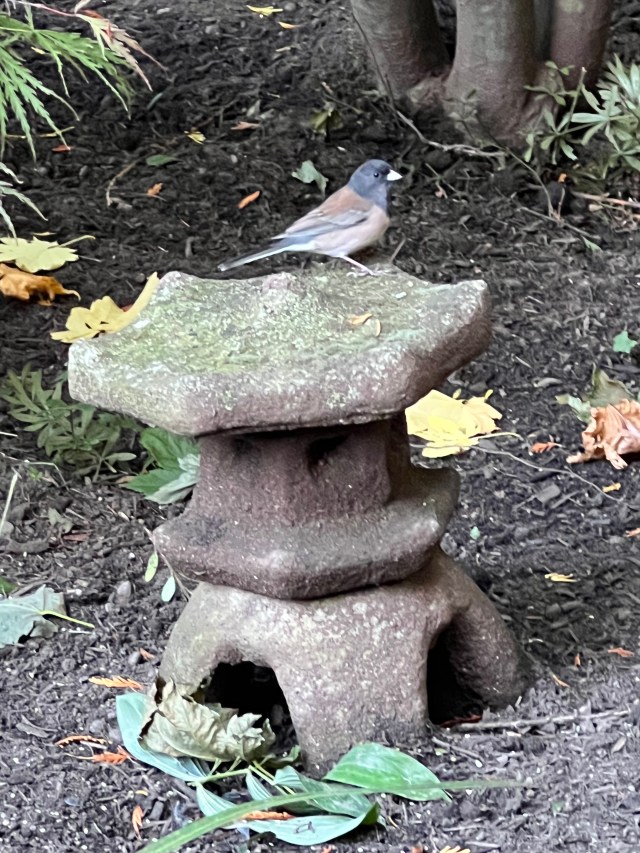 Junco on pagoda