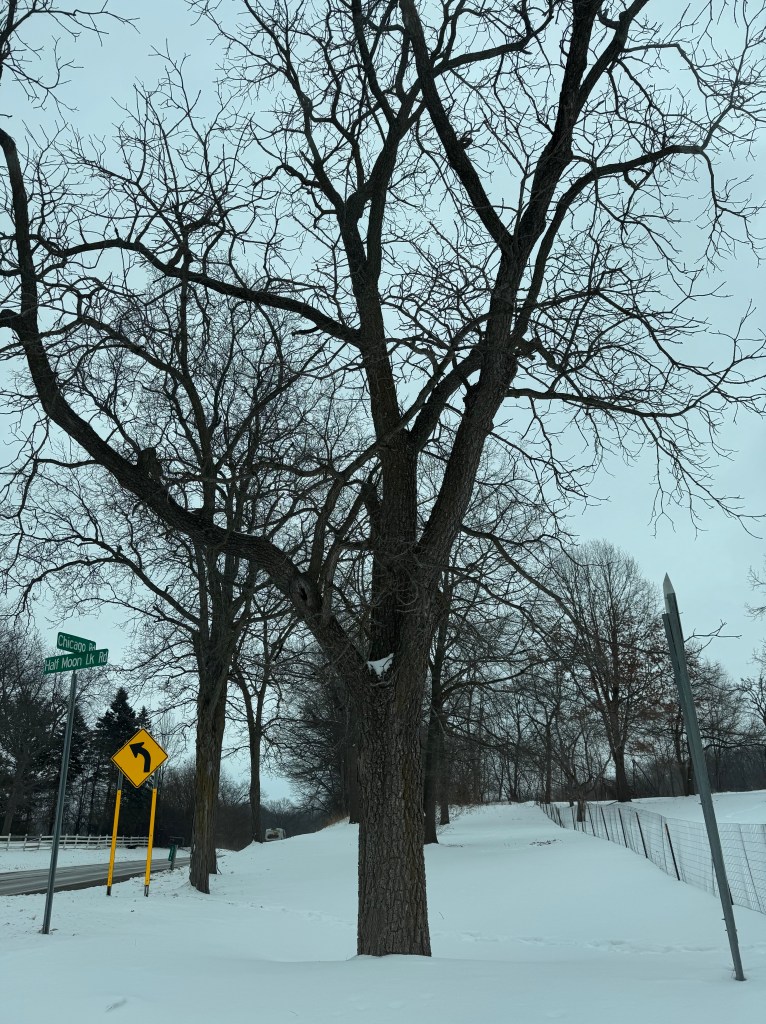Leafless tree, Scipio Township, Michigan